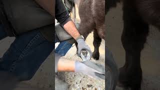 Staifying horses legs horsecare satisfying horsefarrier hoof tips [upl. by Inwat]