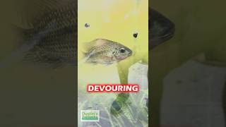 TILAPIA EATS THE PEST AZOLLA AND NOT RED ROOT FLOATERS [upl. by Portugal275]