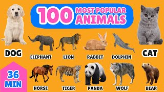 100 Most Popular Animals in the World  English Vocabulary for Kids  Fun Animal Names Learning [upl. by Aleras]