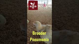 Brooder pneumonia 🐥shortsvideo [upl. by Aleil488]