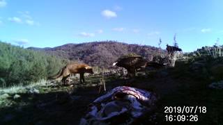 Wedge tail eagle vs fox stand off [upl. by Freeman]