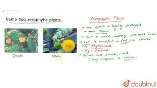 Name two xerophytic plants [upl. by Mackenzie]