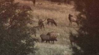 Bull Elk Sounds Bugles Barks Grunts and More [upl. by Hephzipa666]