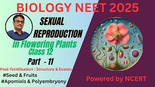 NCERT Class 12  Seed  Fruit  Apomixis amp Polyembryony [upl. by Suoicerpal]