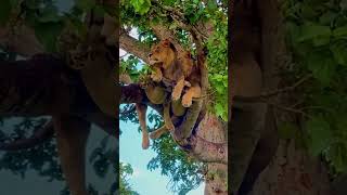 Elephant attacks lion in treeanimals wildlife wildanimals foryou fyp [upl. by Amersham]