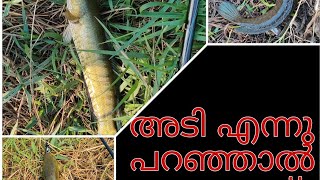 ചറ പറ വാരൽ അടി കേറി നോക്കിക്കോ 🔥🔥🐟fishing keralafishing bravo shimano fishguppymanfishing [upl. by Collen618]