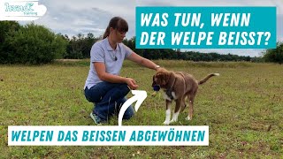 Beißende Welpen  Wie du mit der Beißhemmung deinem Welpen das Beißen abgewöhnst [upl. by Coke]