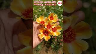 Purslane 50 colors  Portulaca  Table Rose  Pathumani Sales  Online Sale WhatsApp  8248414402 [upl. by Aleda459]