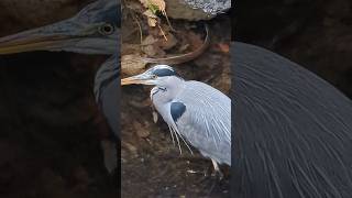 Life in Dublin 105  Heron is hunting dublin ireland herons greenisland river view bird [upl. by Maitund955]