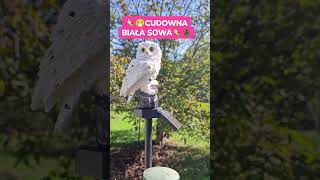 SUPER BIAŁA SOWA🦉🇵🇱 fyp króltiktoka owl tiktoker sowa tiktokstar gwiazdatiktoka kingoftiktok [upl. by Egidius]