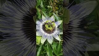 Bee foraging a Passionflower  Passiflore  Passiflora Caerulea nature [upl. by Aihsercal]