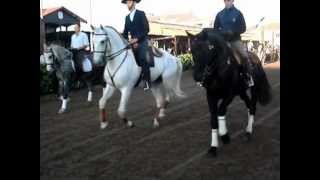 Golegã 2012  Feira Nacional do Cavalo Lusitano [upl. by Rotkiv25]