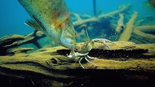 Crayfish That Evade Big BassAmazing Underwater EscapesEngbretson Underwater Photography [upl. by Teak286]