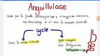 🔮9  anguillulose nématode a transmission transcutanée 2 [upl. by Ellerad]