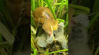 Amazing Bird Nest birds reviewbirdnest birdhome wildlife birdznest birdnest nature [upl. by Oecile]