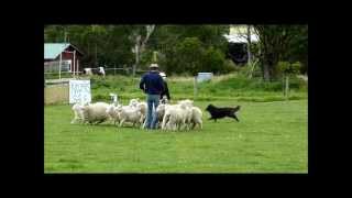 Belgian shepherd herding sheep [upl. by Murielle119]