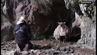 Worlds loneliest sheep rescued after spending 2 years in cave [upl. by Gardel]