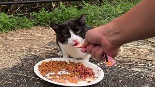 【BGM付き】今日は結構近くで食べる野良猫達 Stray cats eating pretty close today [upl. by Wardlaw]