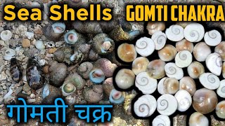 HOW TO Find GOMTI CHAKRA In Dwarka River  Gomti Chakra In DWARKA Area  Gujarat 22 [upl. by Volkan207]