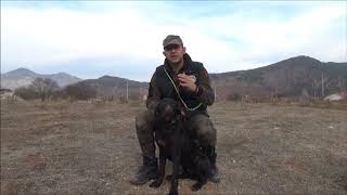 YAVRU KÖPEK USTA KÖPEKLE BERABER AVA ÇIKARILIR MI   AV KÖPEĞİ EĞİTİMİ  HUNTING DOG TRAINING [upl. by Andaira]