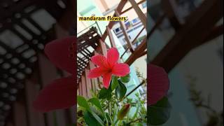 mandaram flowers padmavathi vlogs tirupathi natural [upl. by Naimad]