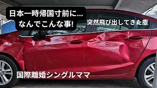 突然飛び出してきた鹿と衝突！日本一時帰国寸前なのに国際離婚シングルママ [upl. by Kenric]