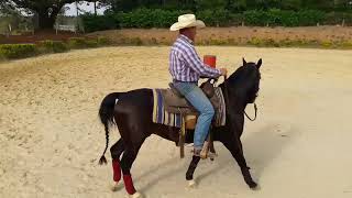 Ejercício fundamental para todo caballo de BARRILES  Círculo  Rui Pandolfo [upl. by Naoh196]