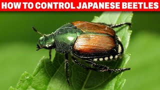 Japanese Beetles – How to prevent and control it [upl. by Nagirrek]