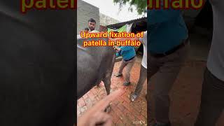 Upward fixation of patella in buffalo l MPD l dr Umar khan [upl. by Verger]