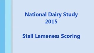 Assessing Dairy Cattle Lameness in a Tie Stall [upl. by Fernand]