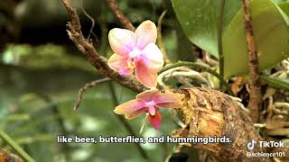 Evolution of Mutualistic Pollination in Orchids [upl. by Halsey624]