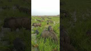 wild pigs animal farmboarhog pigs farming animals wildhog nature [upl. by Nylissej]