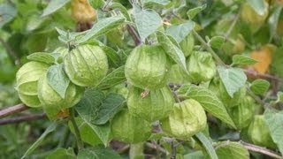 Useful Plant  Ground Cherry [upl. by Ramyaj]