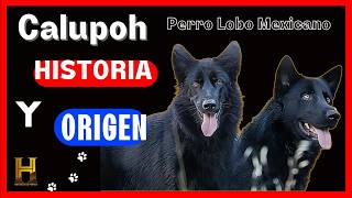 🔴Perro Calupoh Perro Lobo Mexicano DOCUMENTAL HISTORIA y ORIGEN 🐕 DOCUMENTALES DE PERROS 🐾 [upl. by Kecaj]