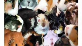 Funny Guinea pig song [upl. by Fons]