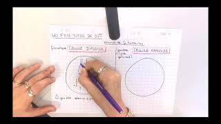 Cellule diploïde vs cellule haploïde [upl. by Aihseit]