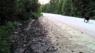 Plott hounds trailing a bear across a road [upl. by Irwin259]