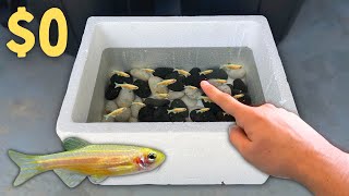 BREEDING 1000s of GOLD Danios in Foam Boxes [upl. by Inohs]