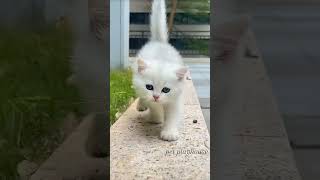 Viral cats shorts video 🙈😁😂🐾cat shorts viralshort funny catlover catyt [upl. by Jaworski604]