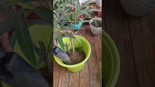 Repotting of oleander  kaner plant repotting update 16balconygarden repotting oleander [upl. by Adiarf]