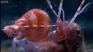 Pistol Shrimp Superheats Water  Weird Nature  BBC Earth [upl. by Yendis]