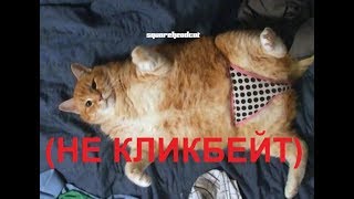 shc КотПаркурщик  RYTP [upl. by Yukio]