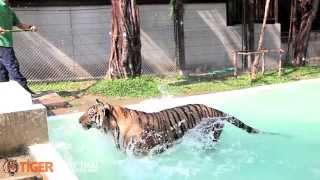 Tiger Muay Thai guests check out Tiger Kingdom in Phuket Thailand [upl. by Norrehc]