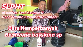 SLPHT  CARA MEMPERBANYAK BEAUVERIA BASSIANA sp [upl. by Ahsiekat]