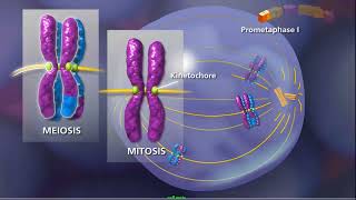 Meiosis  Mcgraw Hill [upl. by Niriam230]