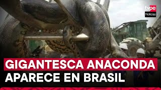 Obreros fueron sorprendidos por enorme anaconda en la selva de Brasil [upl. by Robaina]