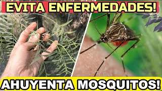 Estos 5 ÁRBOLES Repelen los Mosquitos en tu Jardín 🦟 Debes Tenerlos [upl. by Nnyleve963]