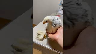 El pollo más lindo de este día shortvideo gallinas crianza [upl. by Ennazzus]