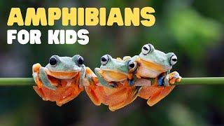 Amphibians for Kids  What is an amphibian Learn the characteristics of amphibians [upl. by Jansen]