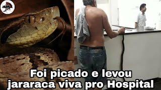 Levou Cobra Jararaca viva pro Hospital  Biólogo Henrique o Biólogo das Cobras [upl. by Anrym]